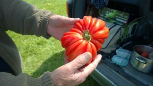 groovy tomato